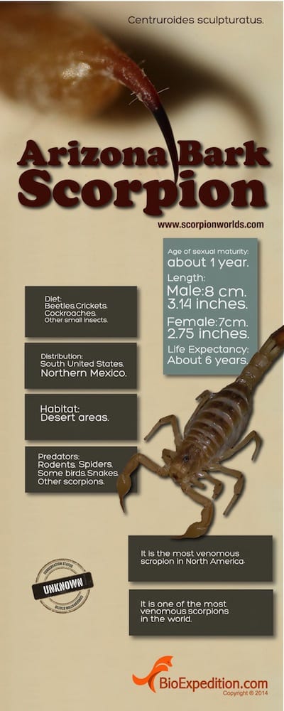arizona_bark_scorpion