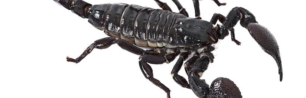 Emperor Scorpion Over White Scorpion Facts And Information