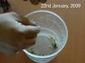 A man eats 22 live scorpions Video