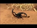 Scorpion vs Scorpion Video