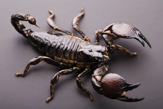 Scorpion anatomy facts