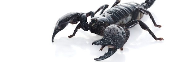 Anatomía de los Escorpiones