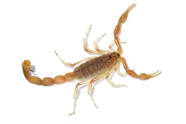 Arizona Bark Scorpion - Centruroides sculpturatus