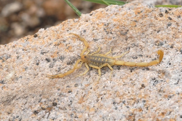 Información sobre el escorpión de corteza de Arizona