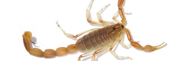 Escorpión de Corteza de Arizona