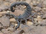 Black Fat–Tailed Scorpion - Androctonus bicolor