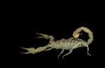 Common Yellow Scorpion - Buthus Occitanus