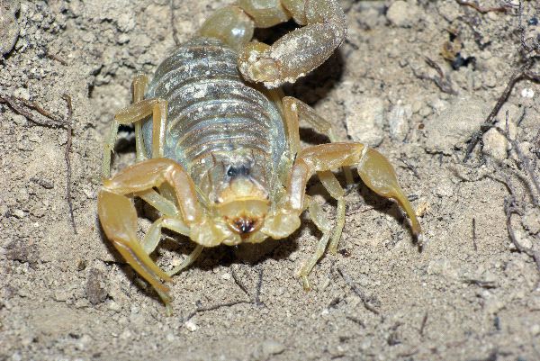 Common Yellow Scorpion Close-up