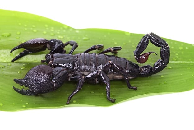 Emperor Scorpion - Scorpion Facts and Information