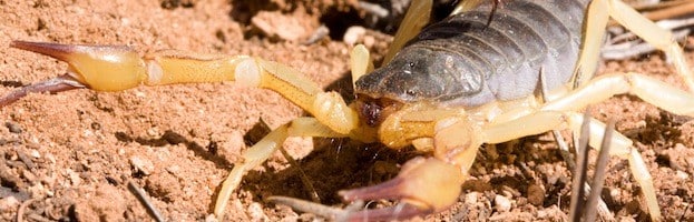 Taxonomía y Evolución de los Escorpiones