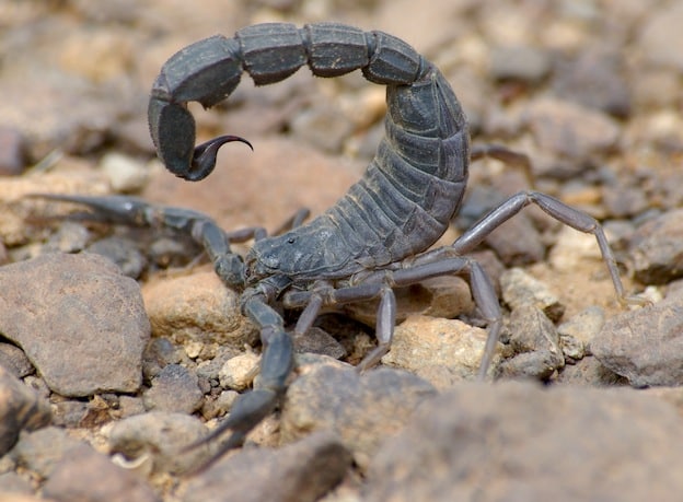 Fattail scorpion - The man-killer