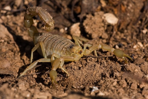 Scorpion distribution facts