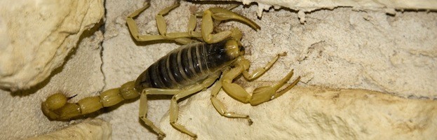 Scorpion Habitat