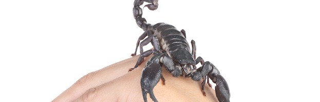 Venom of the Scorpions