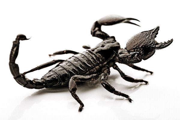 Scorpion in Attacking Position