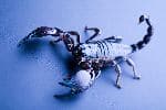 Scorpion on Blue Background