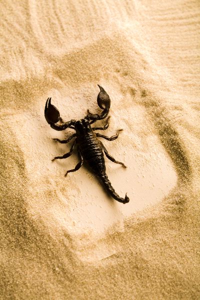 Scorpion on Sand
