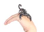 Escorpión Como Mascota