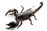Escorpión Negro Brillante