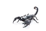 The African Emperor Scorpion