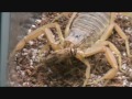 Deathstalker Scorpion Video