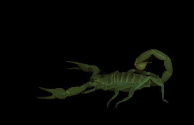 Scorpion Defense and Capturing Prey 