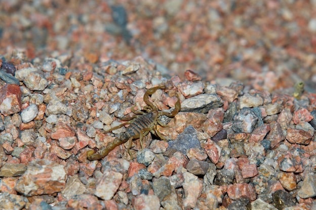 Scorpion defense and camouflage